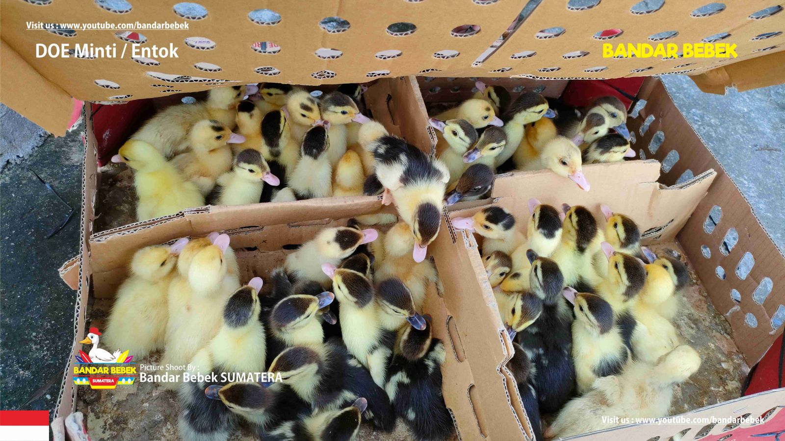 Entog Cilacap: Kunci Rasa Tradisional yang Menghiasi Meja Makan